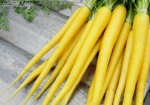 قیمت خرید هویج زرد رنگ به صرفه و ارزان